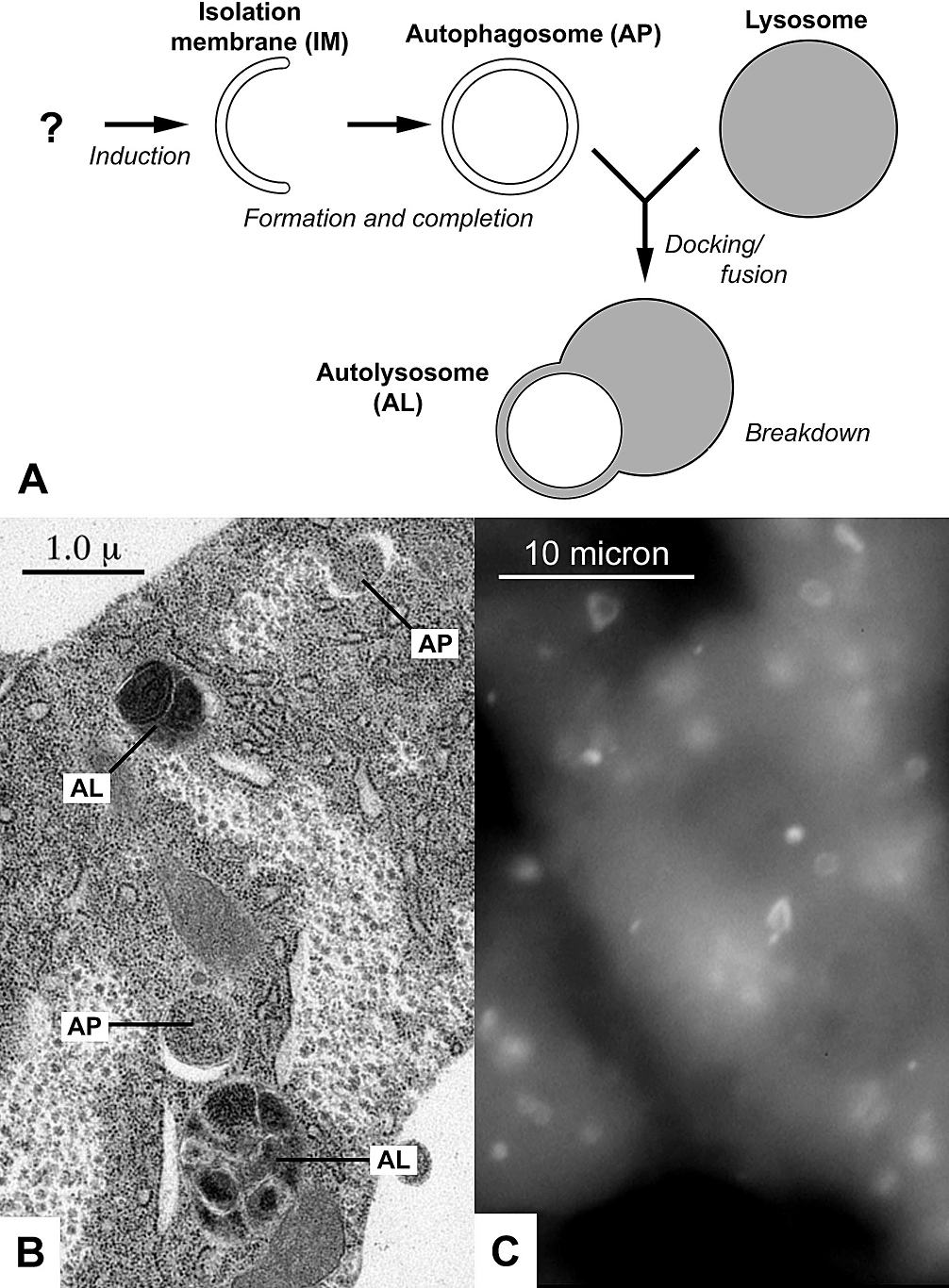 Autophagy: old cell parts get wrapped up and delivered to the lysosome to be digested.