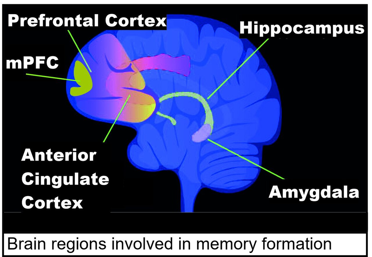 The hippocampus, the brain's memory center, is hit first.