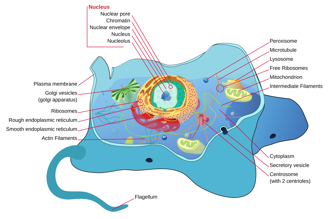 An animal cell with its organelles labeled. Find the lysosome.