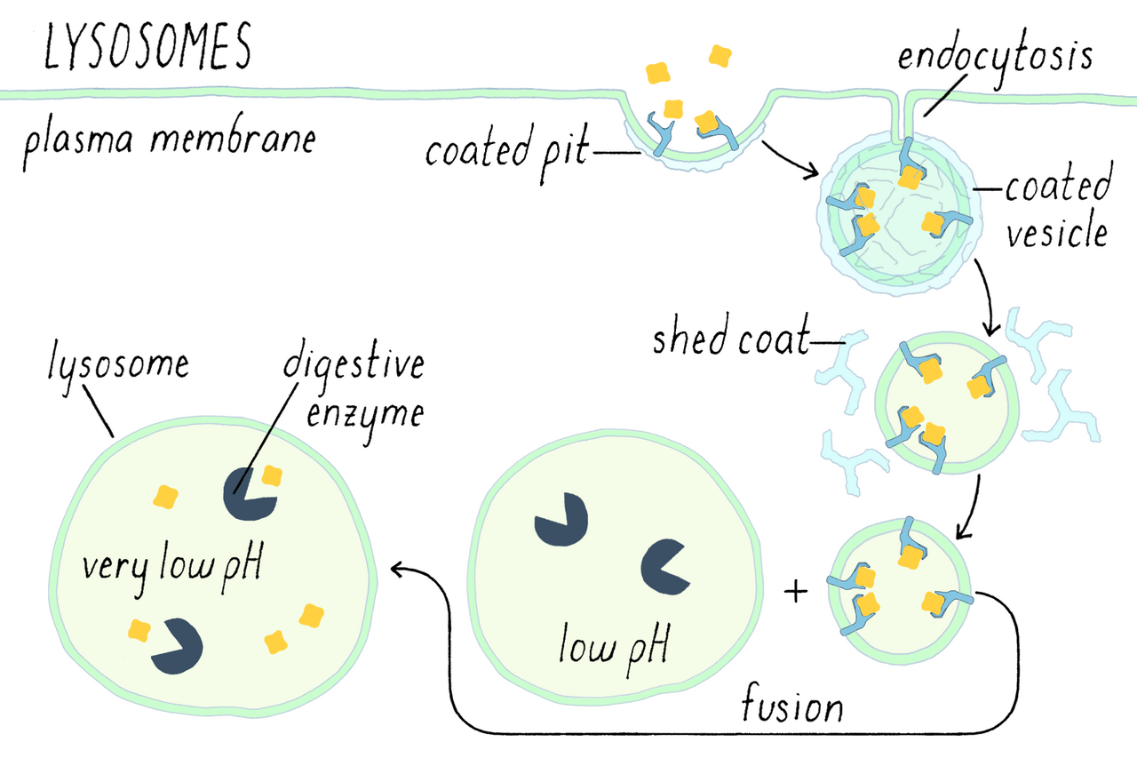 Illustration of lysosomes digesting material inside a cell