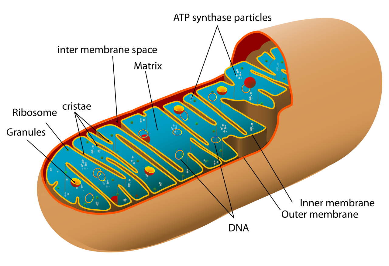 A mitochondrion, the cell's power plant. Lysosomes clean out worn-out ones.