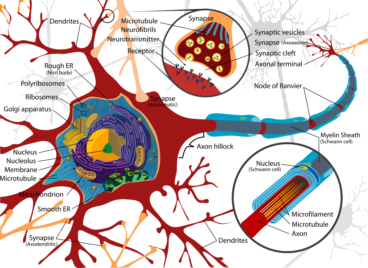 A neuron. New drugs aim to clear the amyloid around neurons like this one.